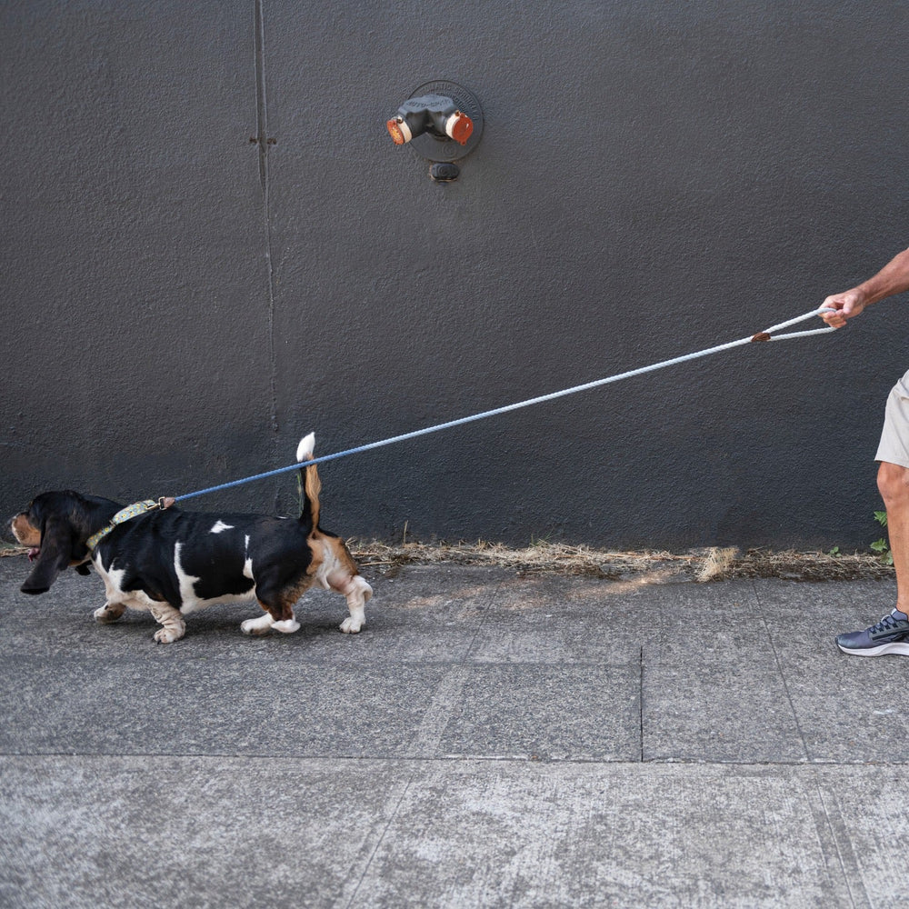 pet leashBraided Dog Leash